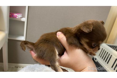 成約済の兵庫県のチワワ(ロングコート)-201433の3枚目